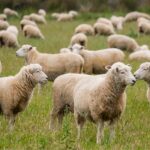 جبران کمبود گوشت قرمز با تولید دام
