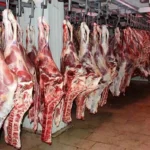 رکوردشکنی واردات گوشت قرمز در سال ۱۴۰۳